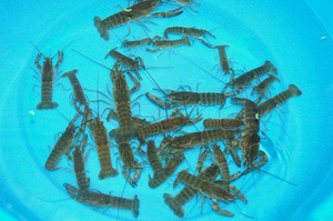 澳洲淡水龙虾虾苗