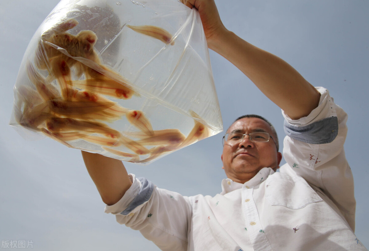 你知道虾苗“标粗”吗?标粗有哪些好处?