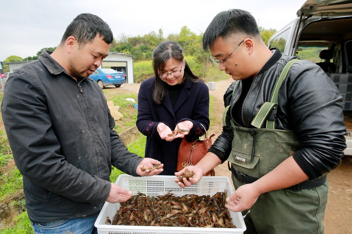 你知道虾苗“标粗”吗?标粗有哪些好处?